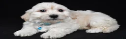 Maltipoo dogs for sale: Tommy - Ad 6