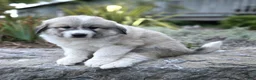 Great Pyrenees dogs for sale: Parker - Ad 3