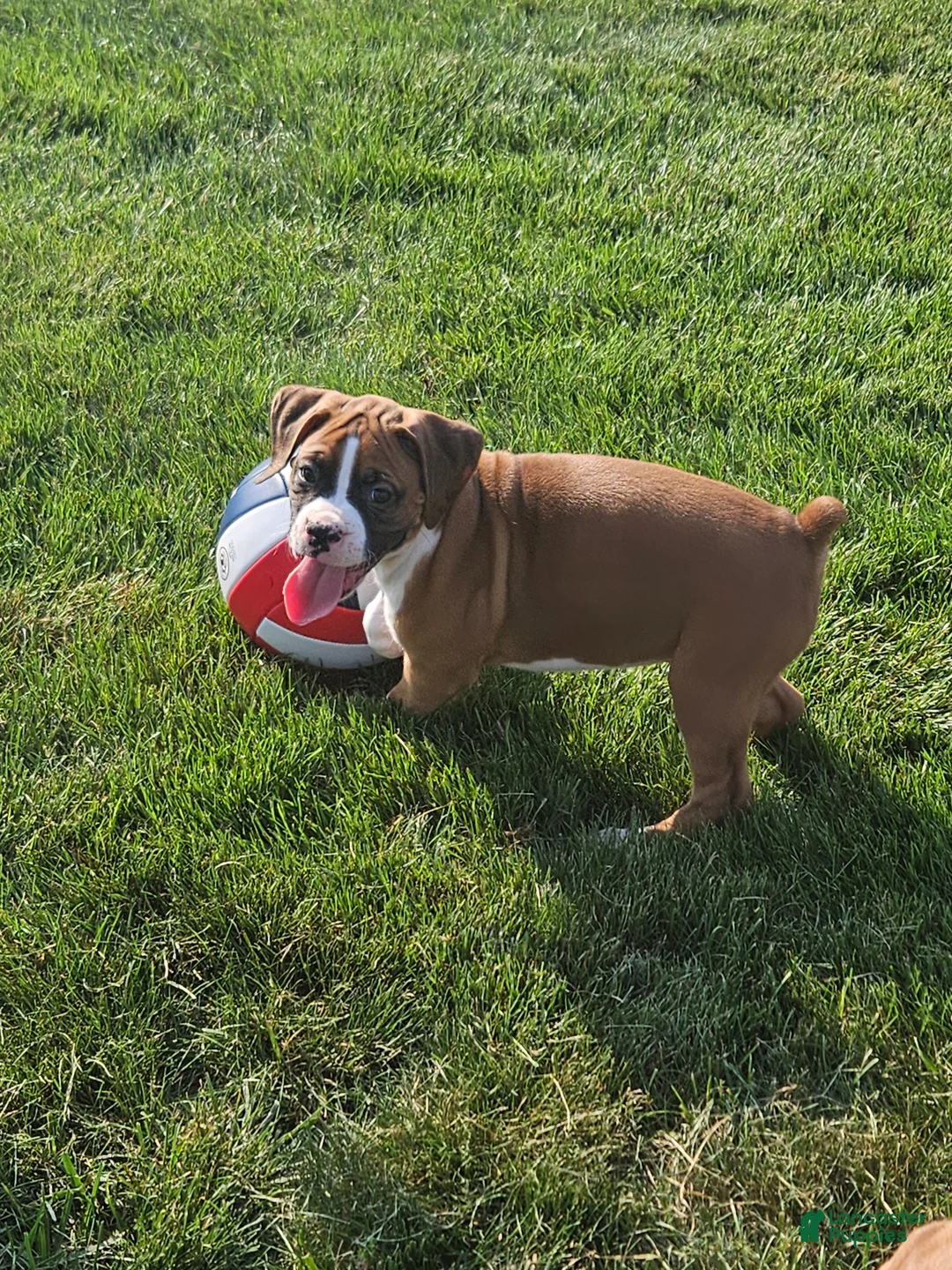 Boxer dogs for stud: Hillsides Dozer - Ad 5