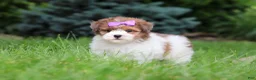 Havapoo dogs for sale: Addie - Ad 7