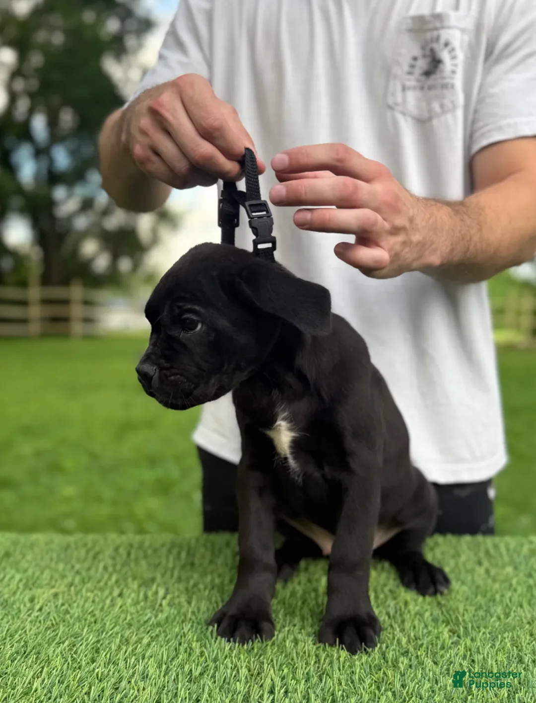 Cane Corso dogs for sale: BONNIE - Ad 5