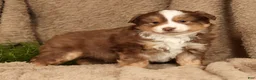 Miniature Australian Shepherd dogs for sale: Deacon - Ad 3