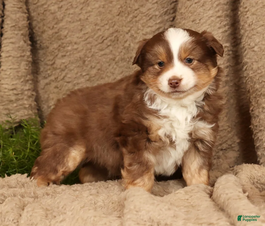 Miniature Australian Shepherd dogs for sale: Deacon - Ad 3