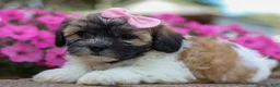 Teddy Bear dogs for sale: Blossom 💕 - Ad 6