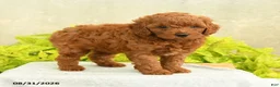 Miniature Poodle dogs for sale: Davy - Ad 3