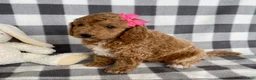 Mini Bernedoodle dogs for sale: Pixie - Ad 6