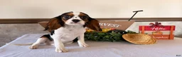 Cavalier King Charles Spaniel dogs for sale: Skyler - Ad 4