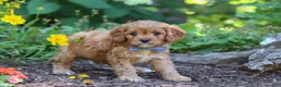 Cavapoo dogs for sale: Max  - Ad 5