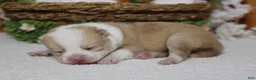 Pomsky dogs for sale: Merrick  - Ad 10