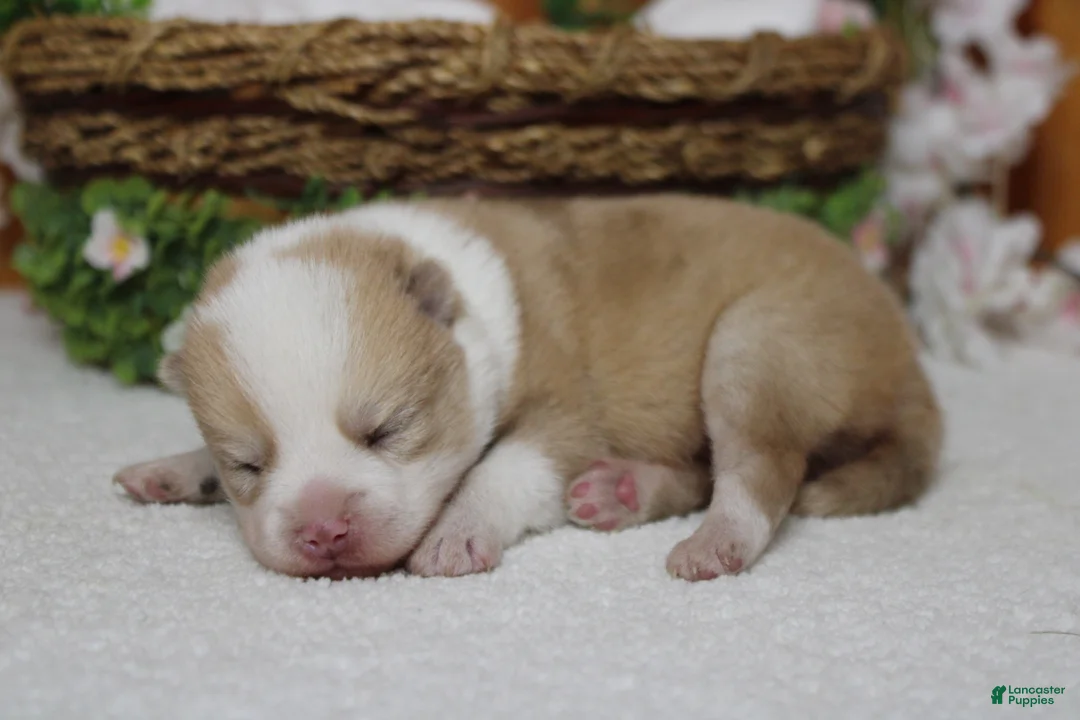 Pomsky dogs for sale: Merrick  - Ad 10