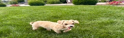 Maltipoo dogs for sale: Tiny - Ad 4