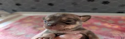 Chihuahua dogs for sale: Fletcher - Ad 3