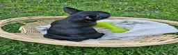 French Bulldog dogs for sale: Laney - Ad 4