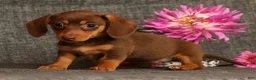 Miniature Dachshund dogs for sale: Abby - Ad 3