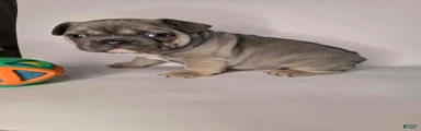 Debo
