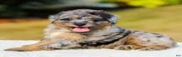 Mini Aussiedoodle dogs for sale: Fido - Ad 4