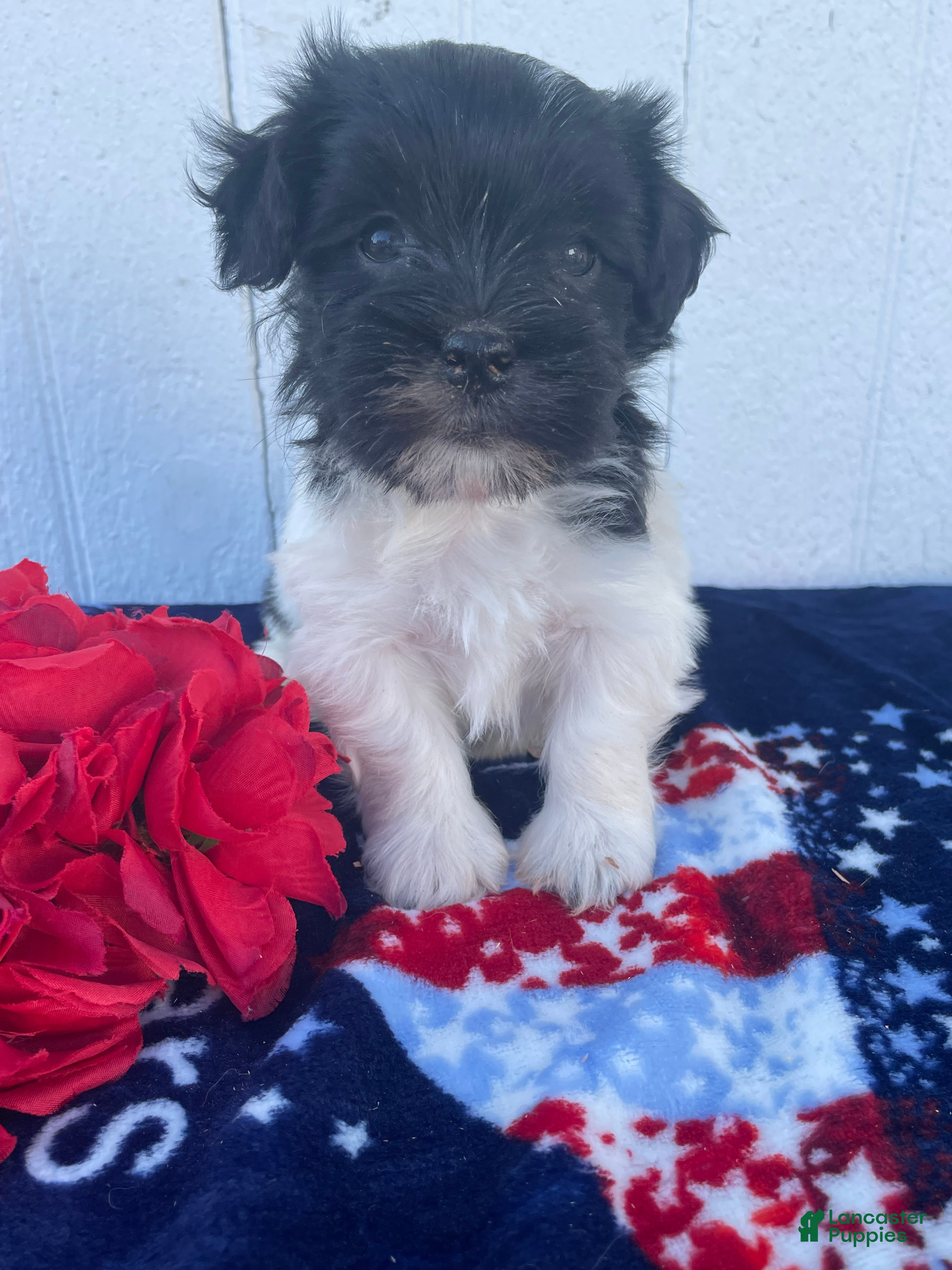 Havanese dogs Huey - Ad 23