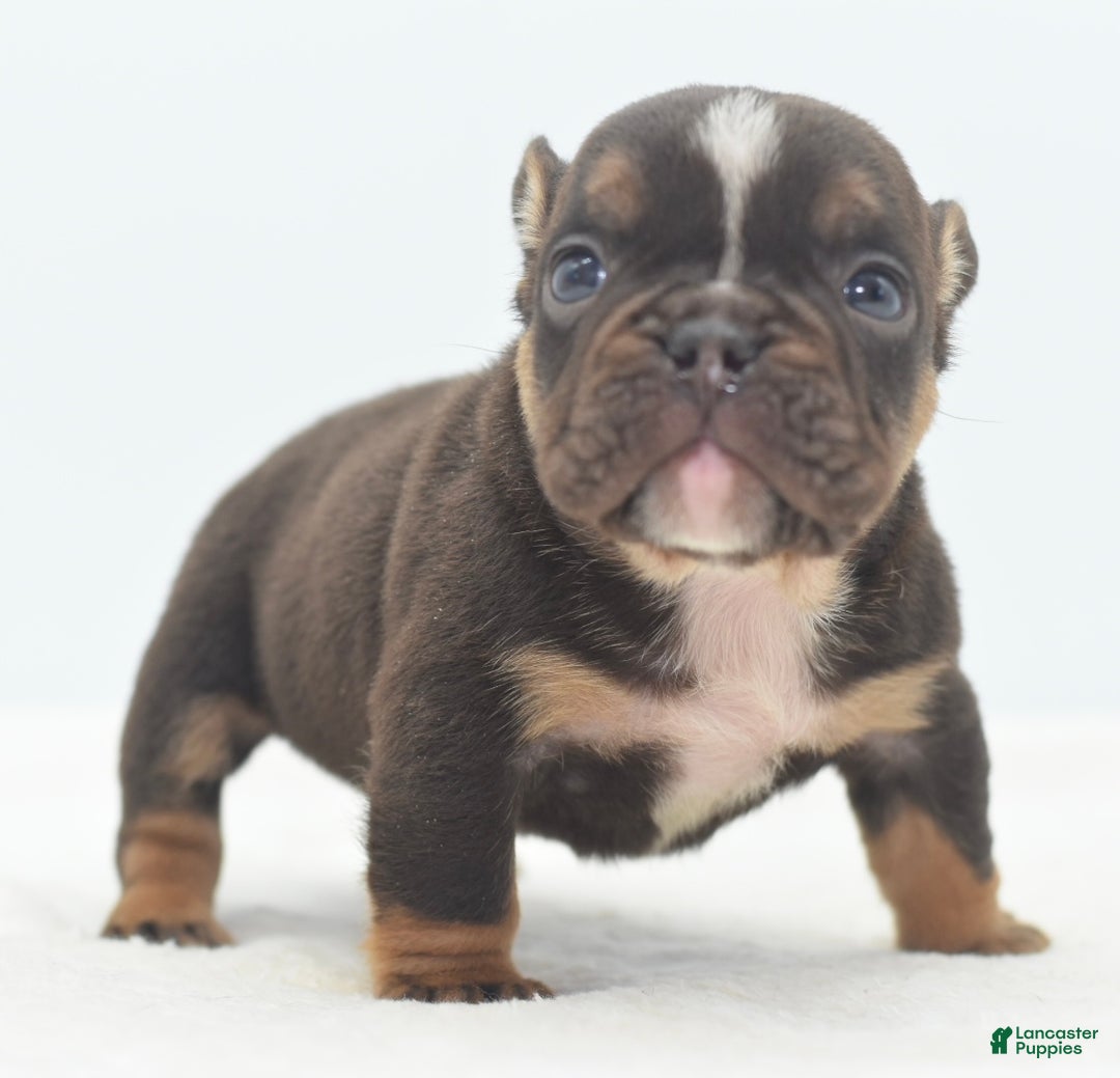 Mixed Breed dogs for sale: Kong micro bully hybrid  - Ad 7