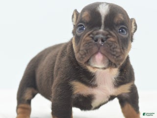 Mixed Breed dogs Kong micro bully hybrid - Ad 27