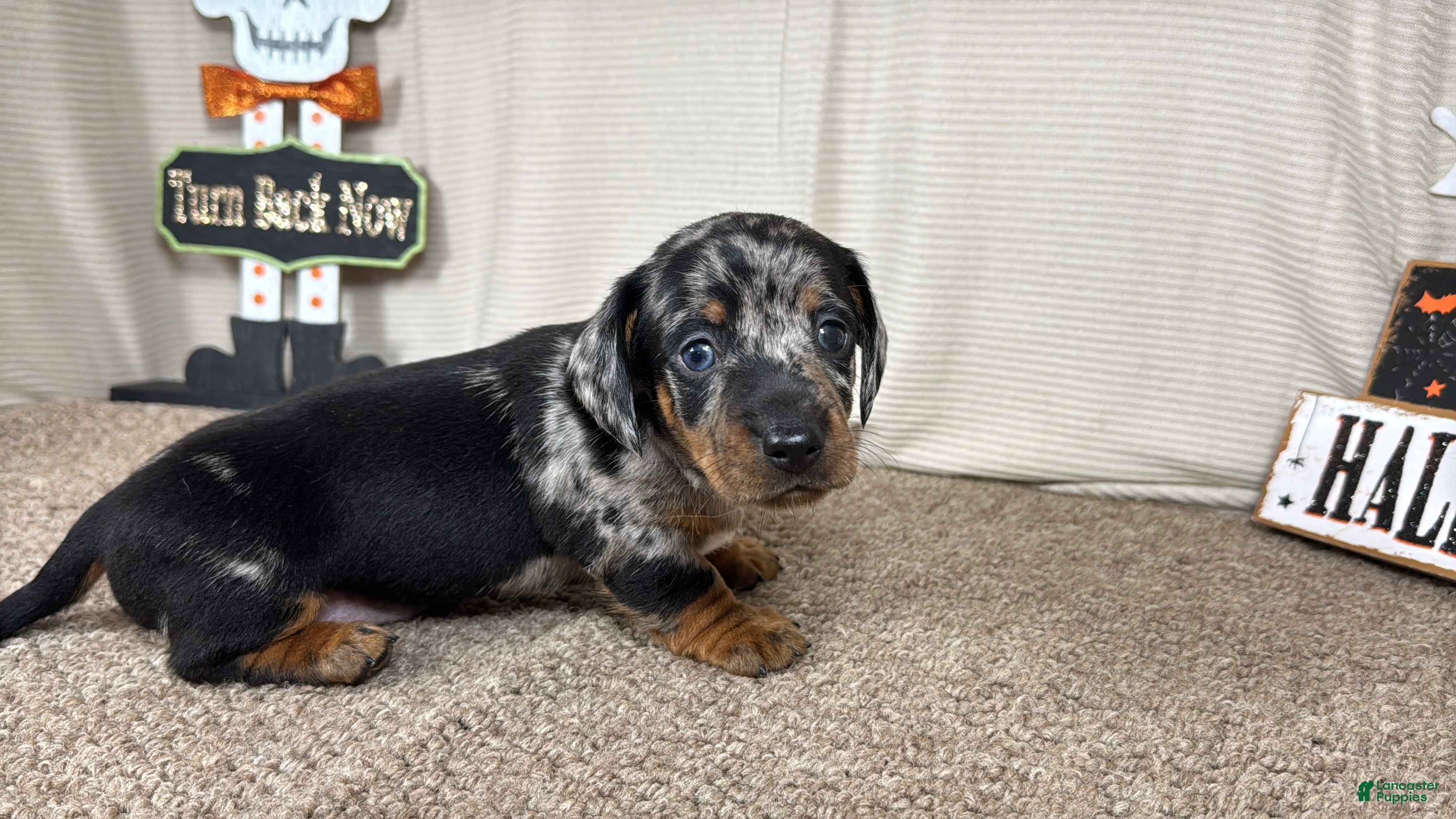 Miniature Dachshund dogs Miniature Dachshund 1 - Ad 22