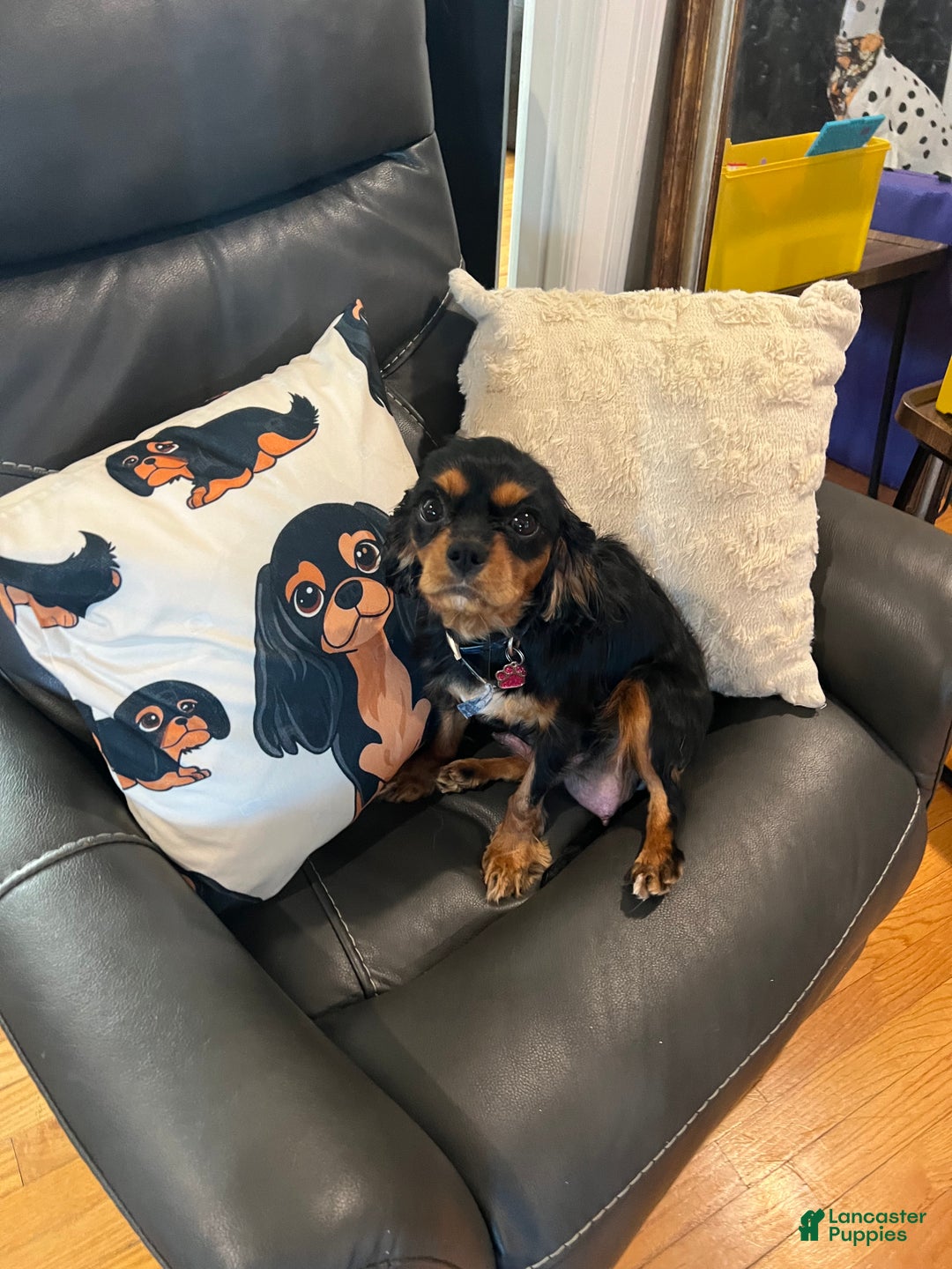 Cavalier King Charles Spaniel dogs for sale: Girl 1  - Ad 18