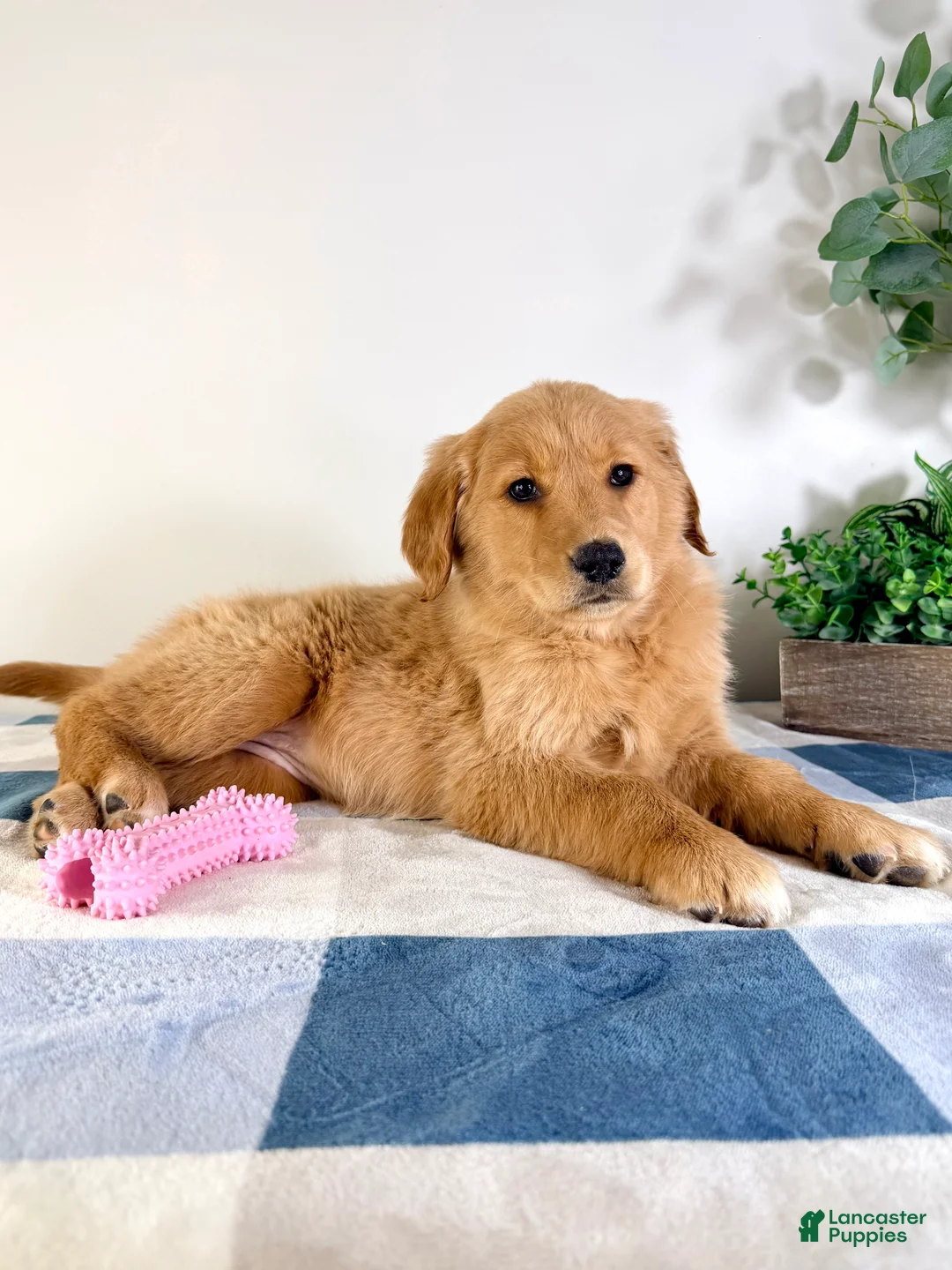 Golden Retriever dogs for sale: Goldie - Ad 1