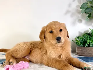 Golden Retriever dogs Goldie - Ad 29