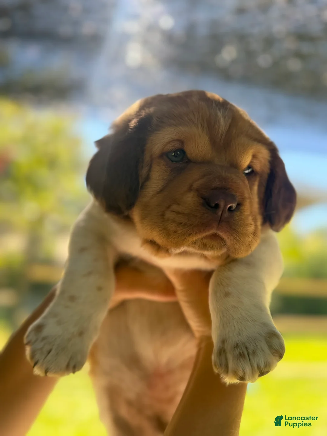 Mini Hippo dogs for sale: Mini Hippo - Affogato  - Ad 4