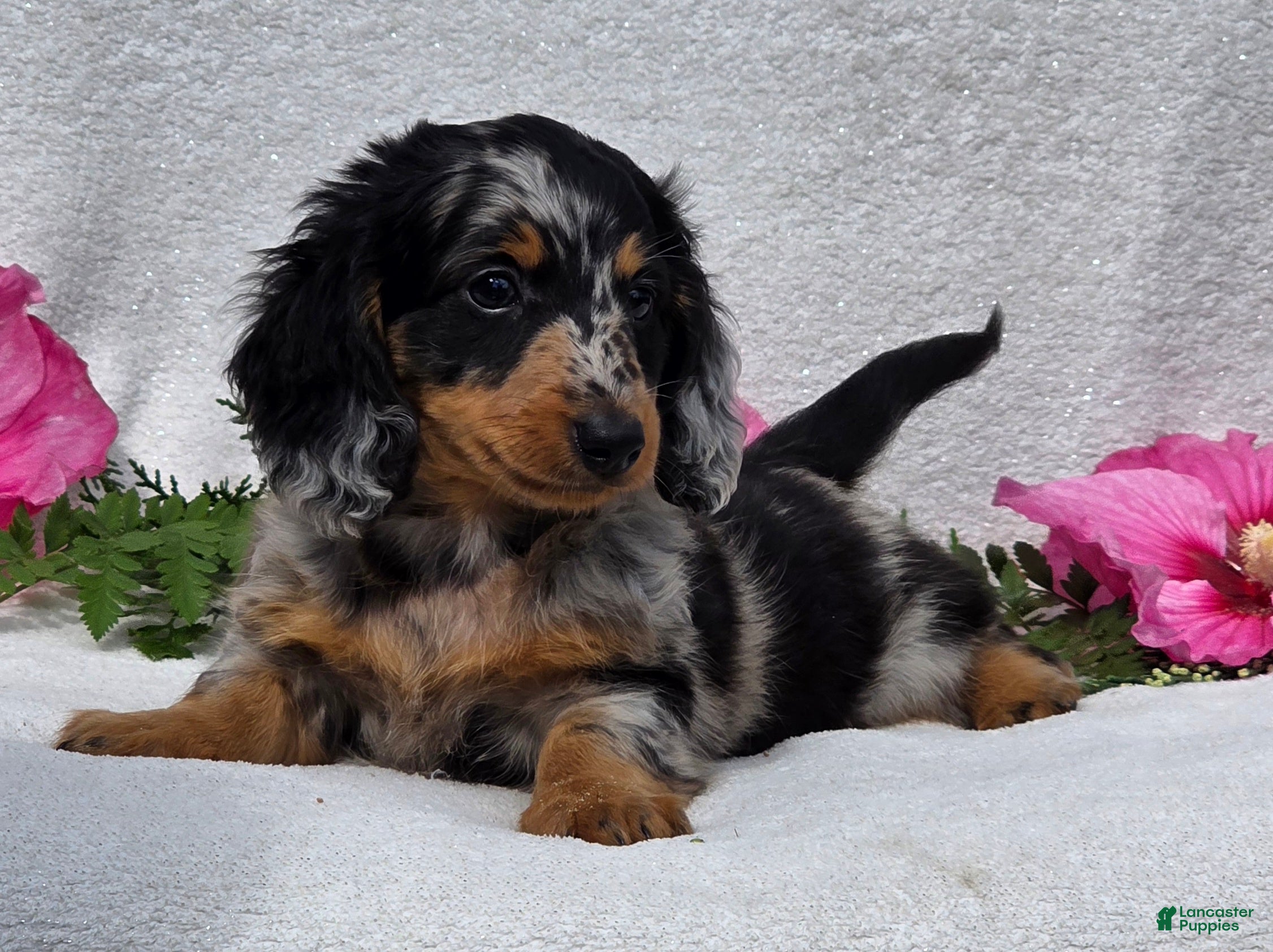 Miniature Dachshund dogs for sale: Chadrick - Ad 2