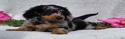 Miniature Dachshund dogs for sale: Chadrick - Ad 1