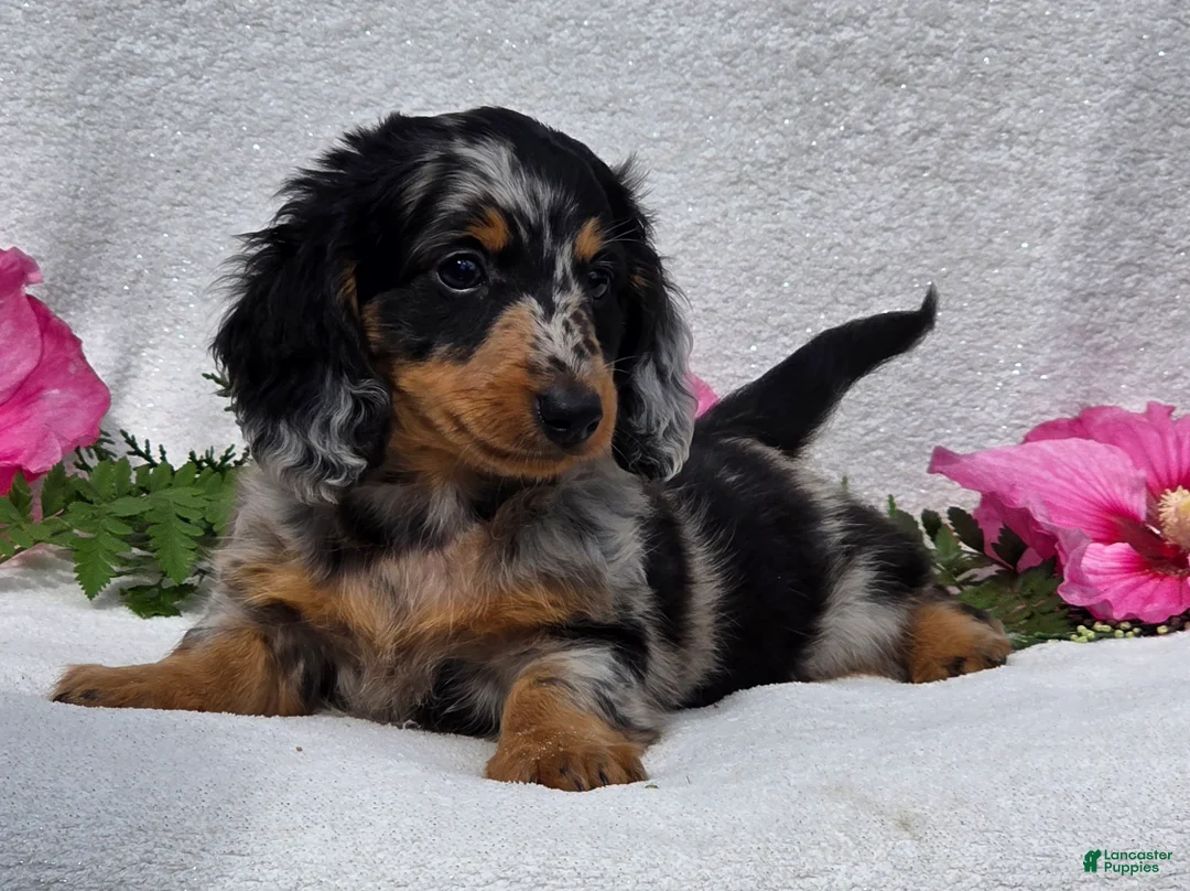 Miniature Dachshund dogs for sale: Chadrick - Ad 1