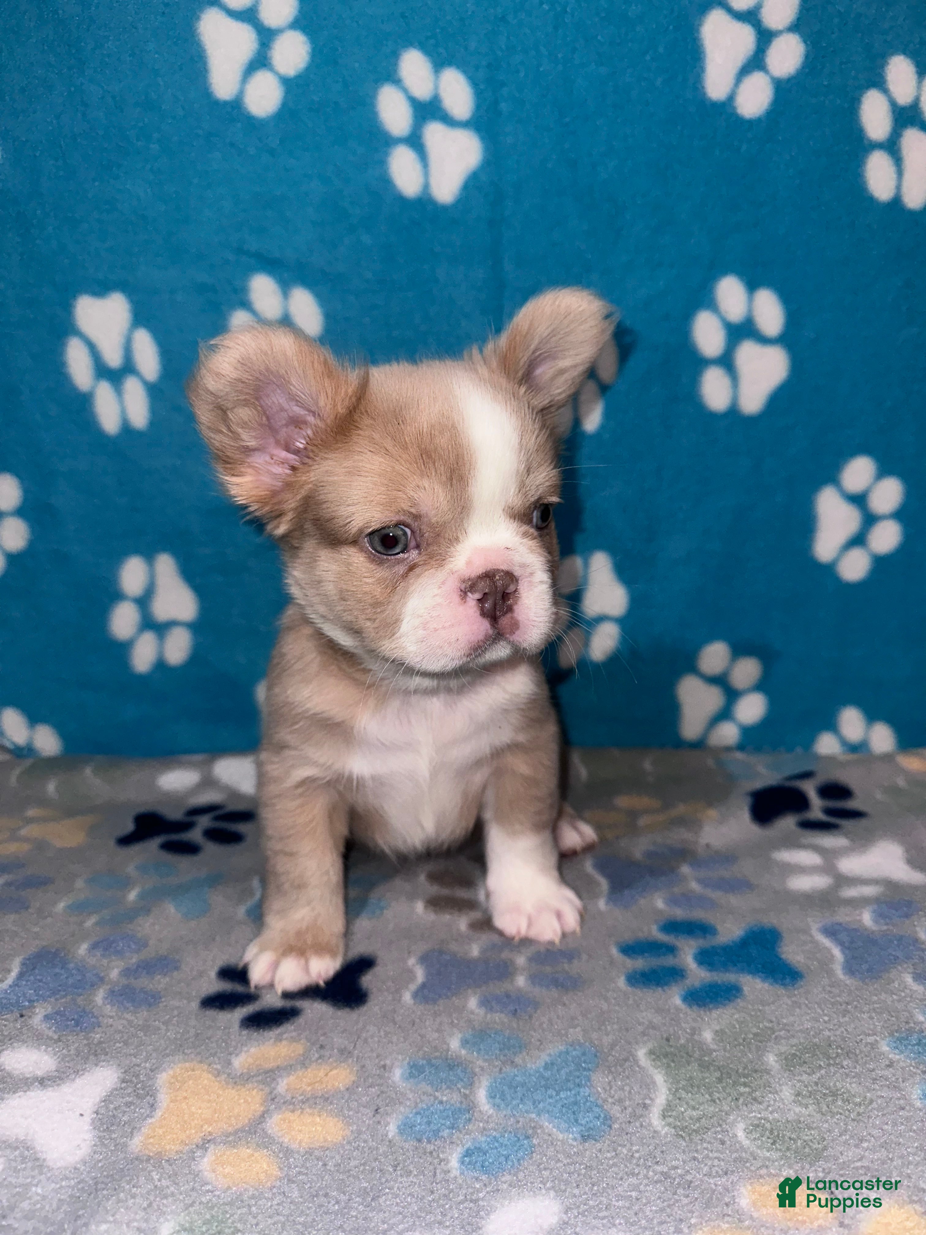 French Bulldog dogs Fatboy - Ad 21