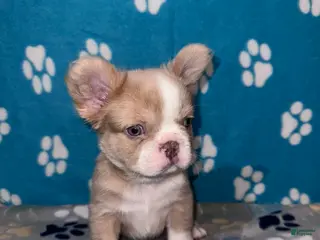 French Bulldog dogs Fatboy - Ad 39