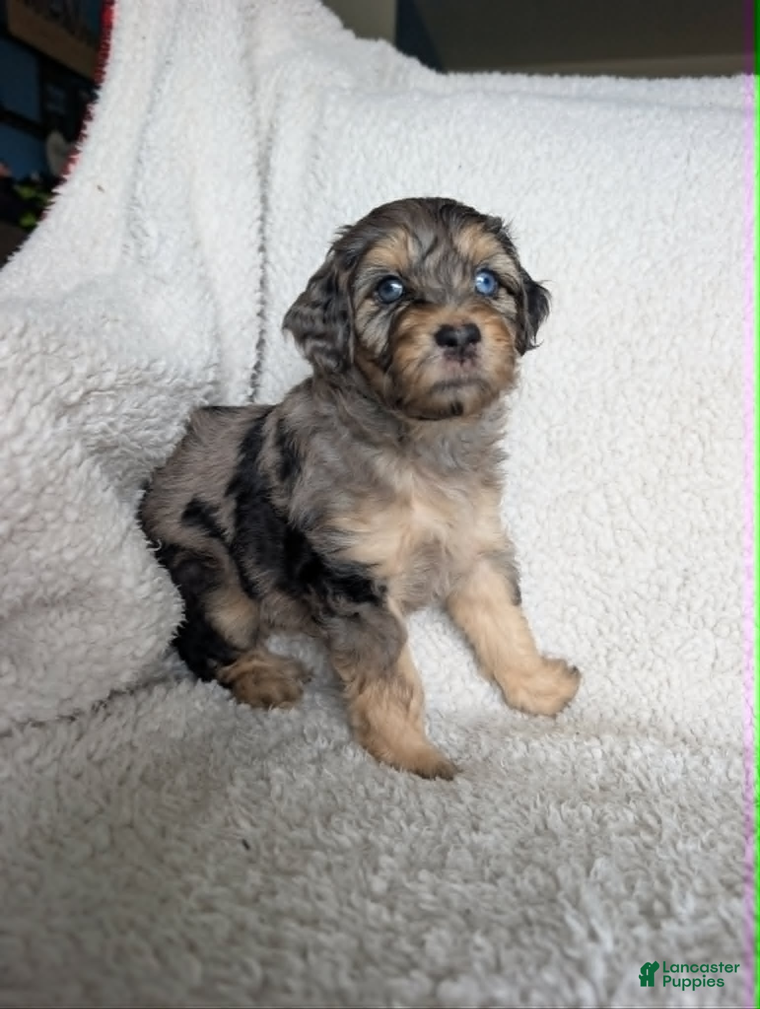 Mixed Breed dogs for sale: Midnight  - Ad 12