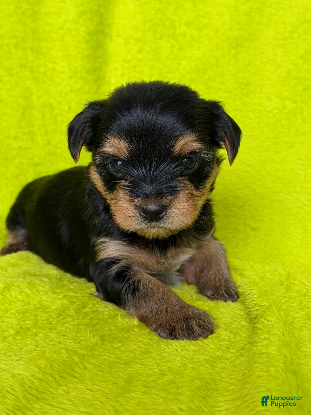 Yorkshire Terrier dogs for sale: Rex 💛 - Ad 2