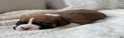 Boxer dogs for sale: Poppy - Ad 5