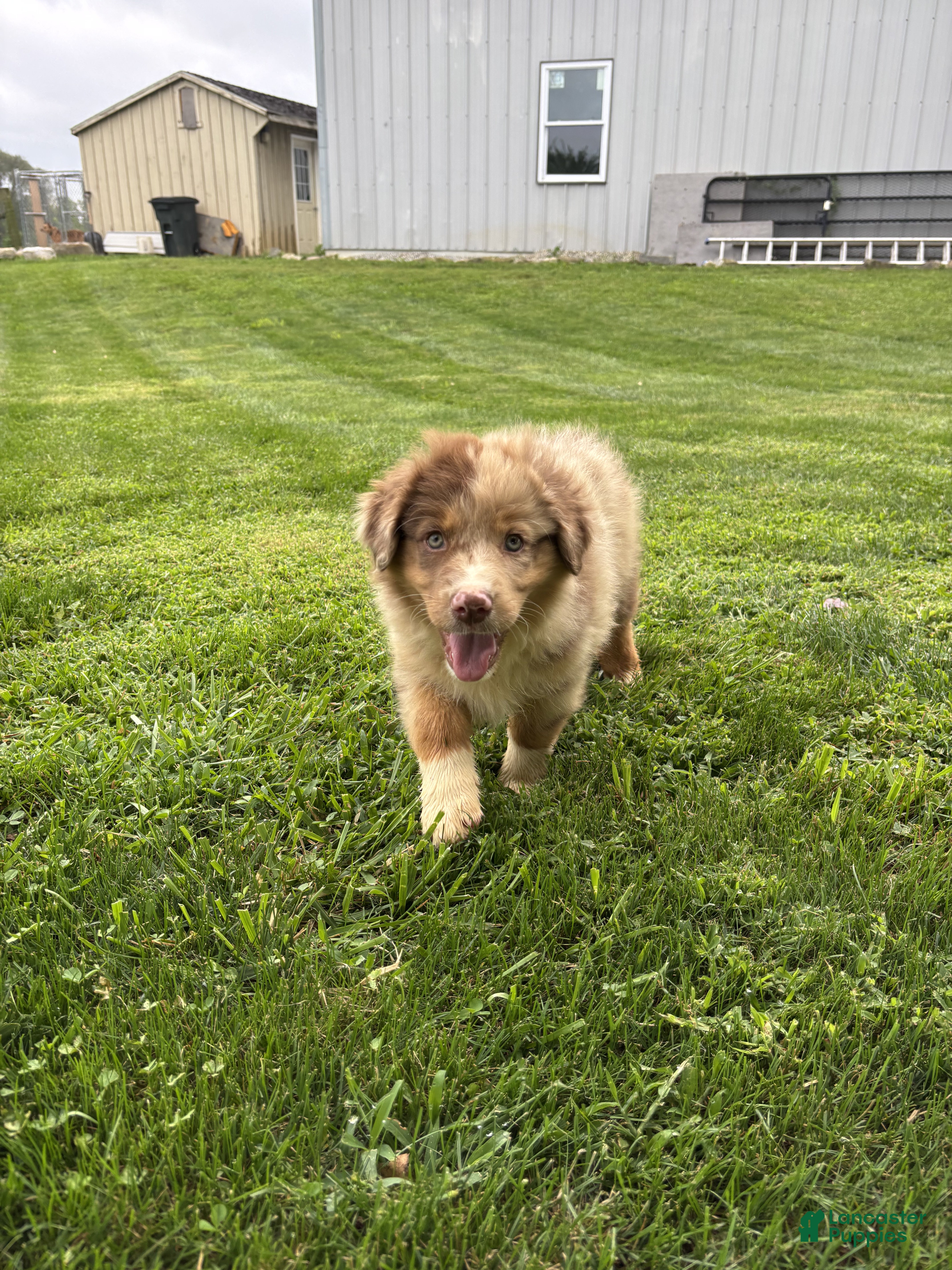 Australian Shepherd dogs Bucky - Ad 30