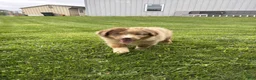 Australian Shepherd dogs for sale: Bucky - Ad 1