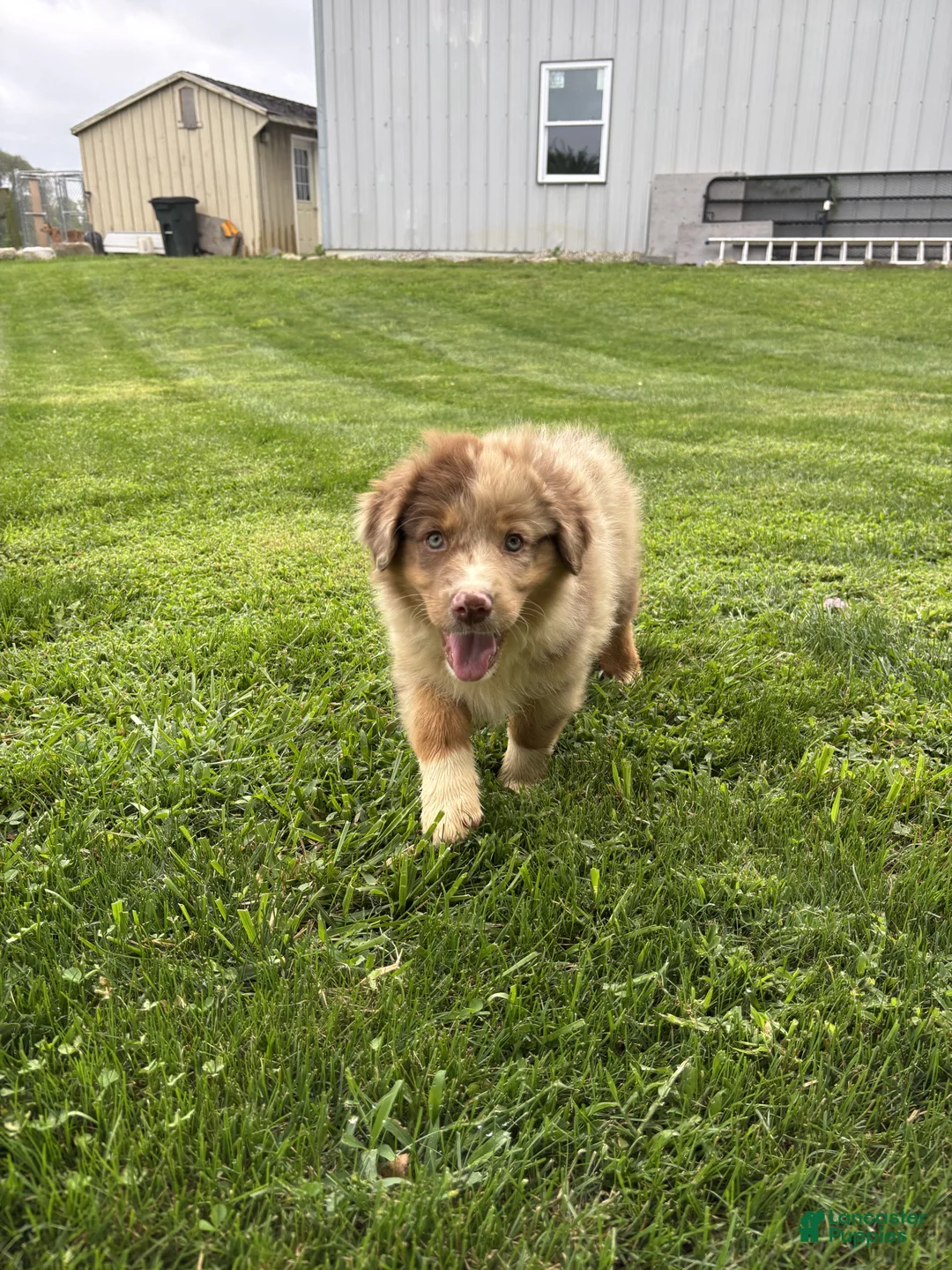 Australian Shepherd dogs for sale: Bucky - Ad 1