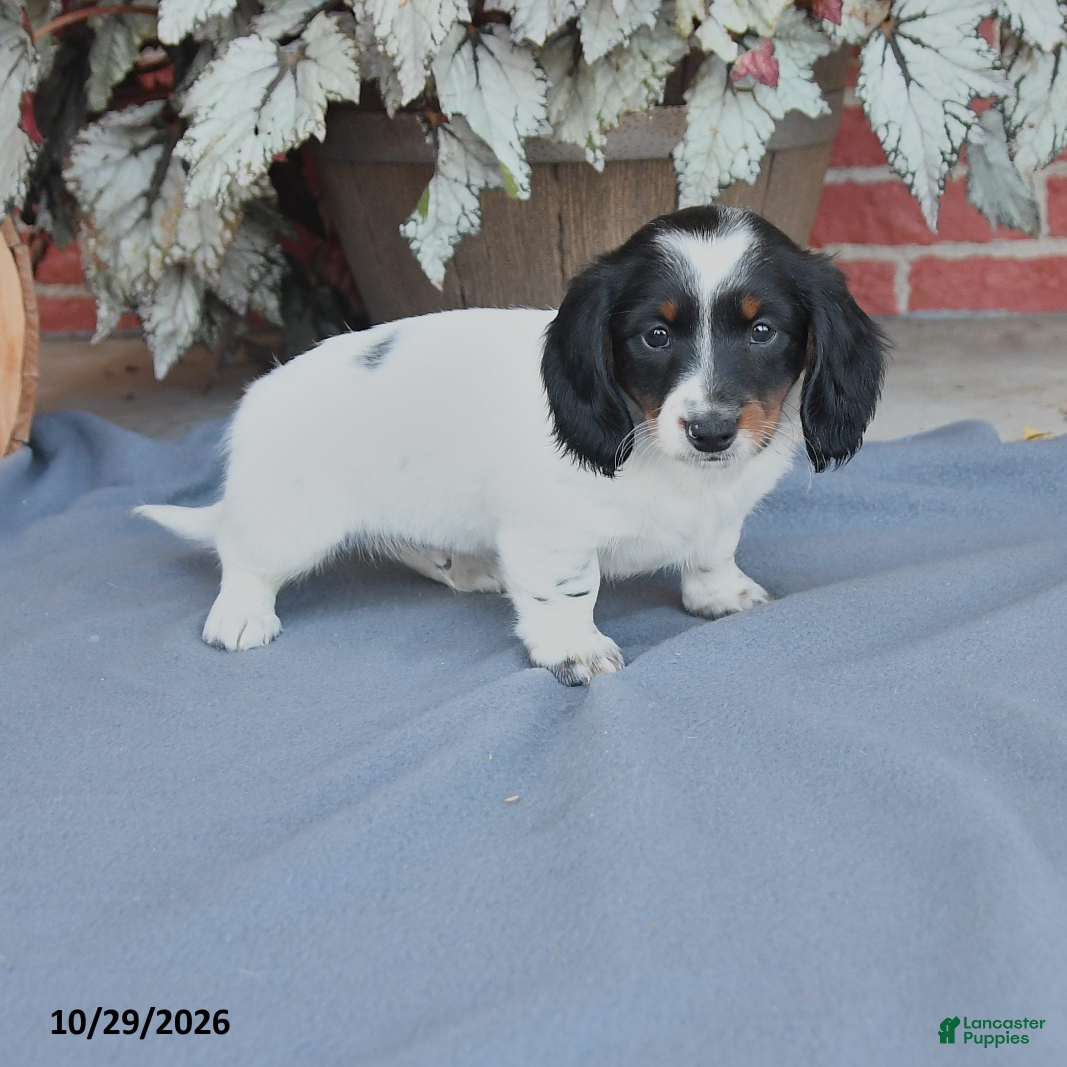 Miniature Dachshund dogs for sale: Balto - Ad 1