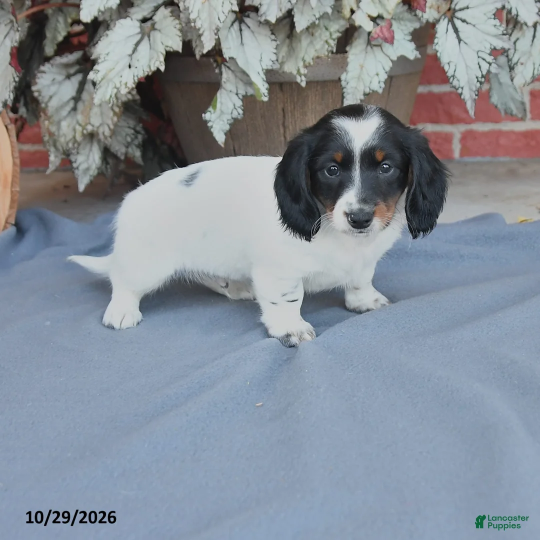 Miniature Dachshund dogs for sale: Balto - Ad 1