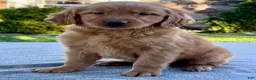 Golden Retriever dogs for sale: Luther - Ad 7
