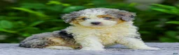 Mini Aussiedoodle dogs for sale: Winston - Ad 2