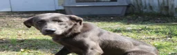 Labrador Retriever dogs for sale: Axel - Ad 5