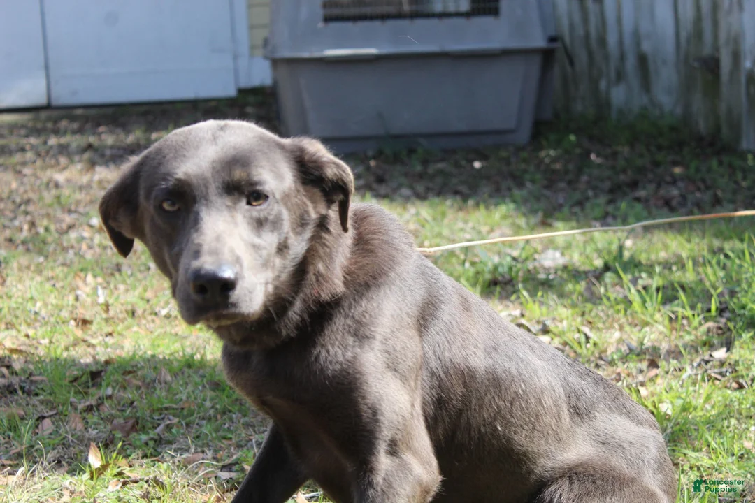 Labrador Retriever dogs for sale: Axel - Ad 5