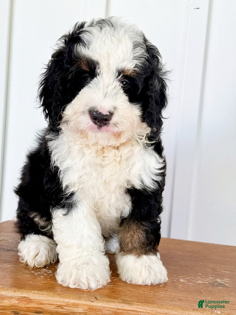 Mini Bernedoodle dogs Sutton - Tricolored Mini Bernedoodle - Ad 26
