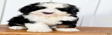Sutton - Tricolored Mini Bernedoodle