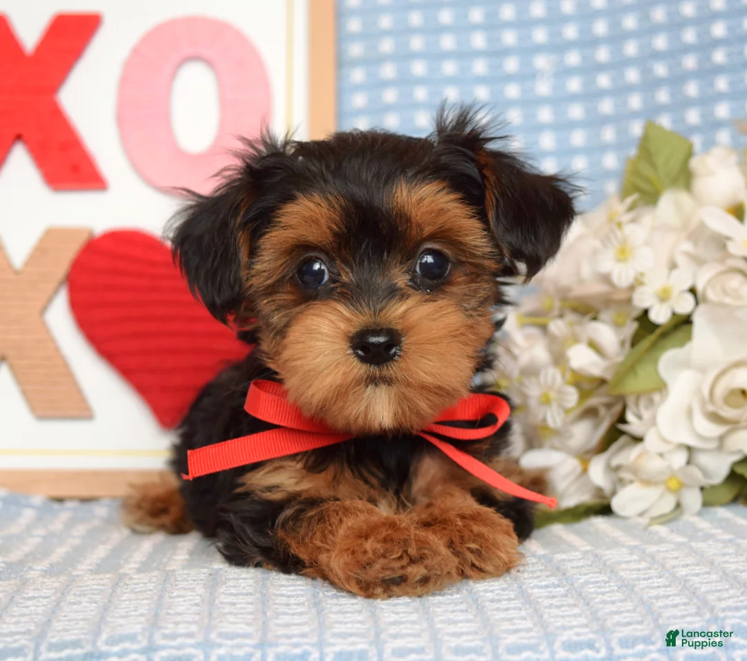 Yorkiepoo dogs for sale: Lance  - Ad 2