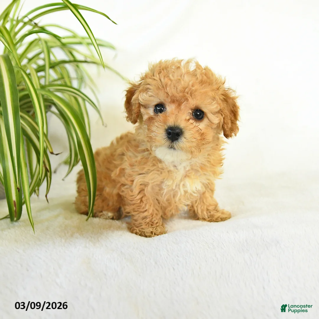 Toy Poodle dogs for sale: Lola - Ad 1
