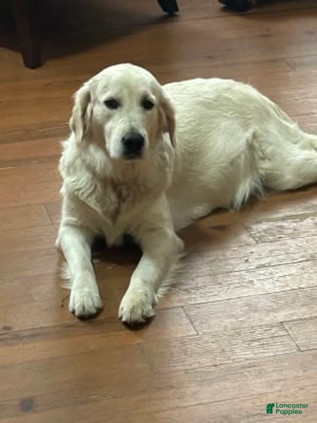 Gallery Image {{count}}